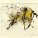 Bumble Bee I